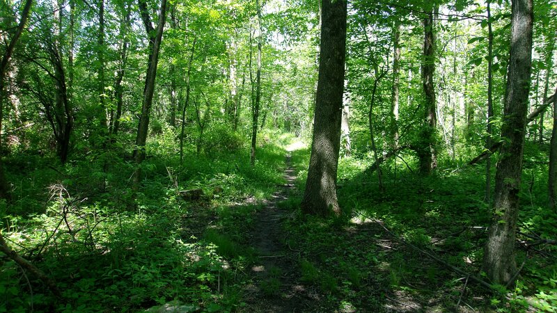 Forest Trail in Summer