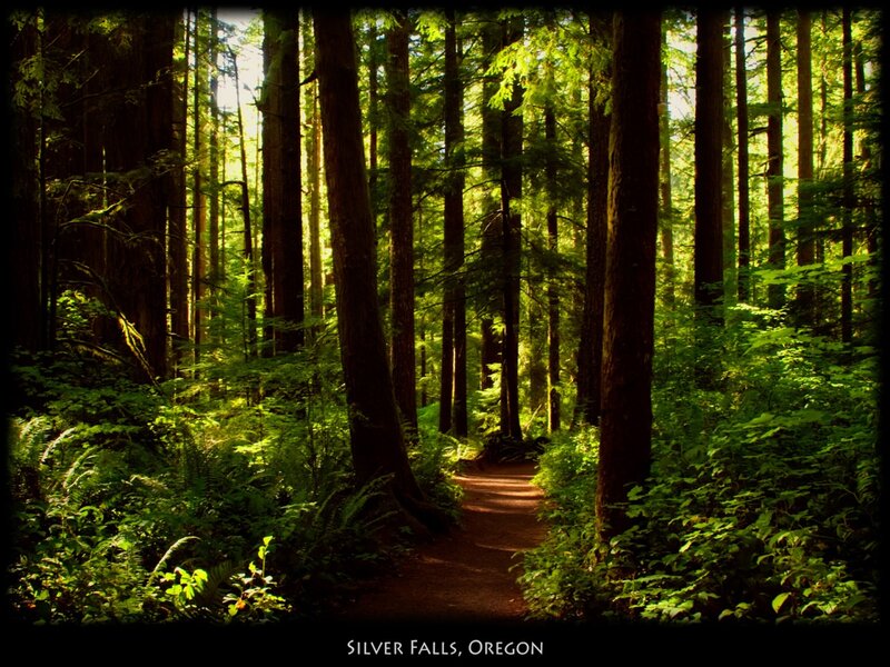 Forest Trail in Sunlight