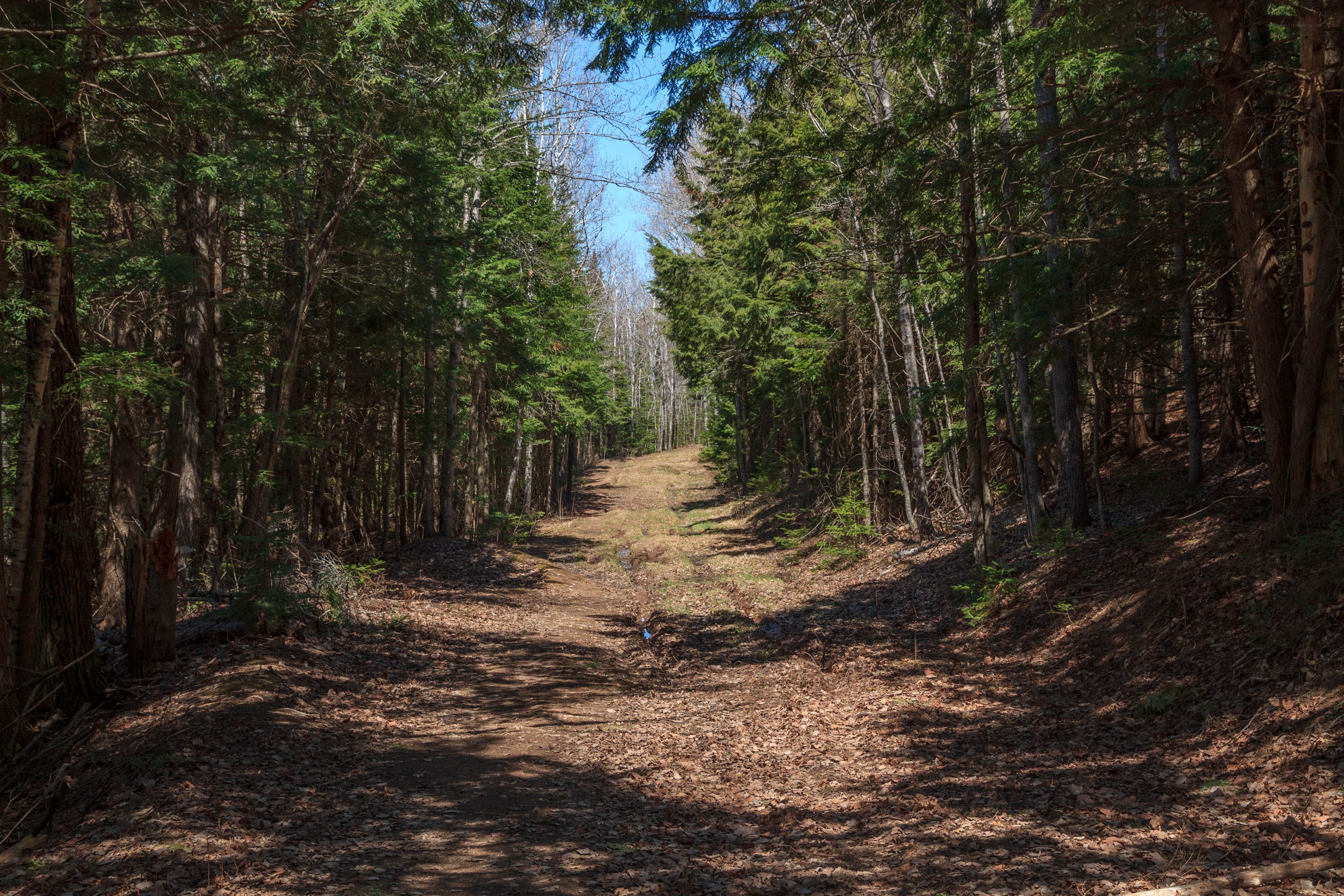 Forest trail in the woods
