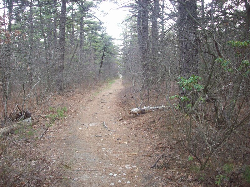Forest trail in winter