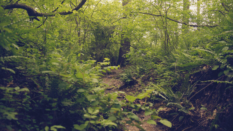 Forest Trail in Woods — Green, Serene