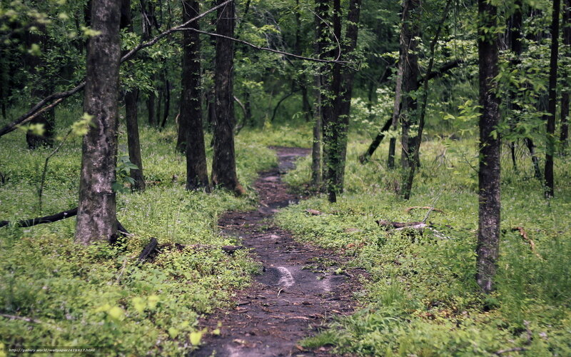 Forest Trail in Woods — Green