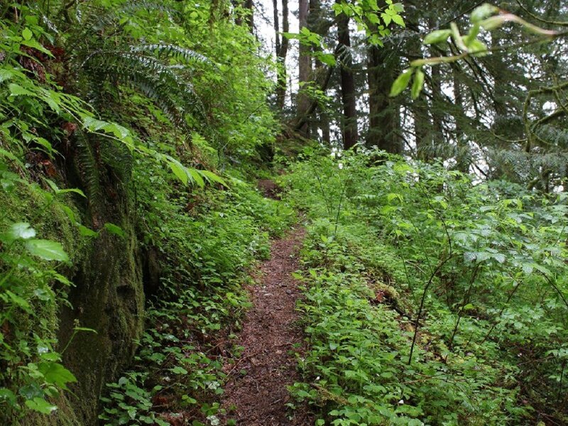 Forest Trail in Woods