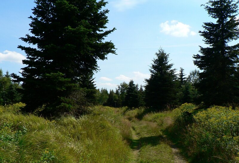 Forest trail on a sunny day