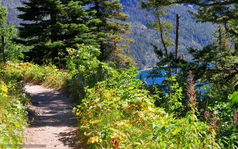 Forest trail overlooking a lake