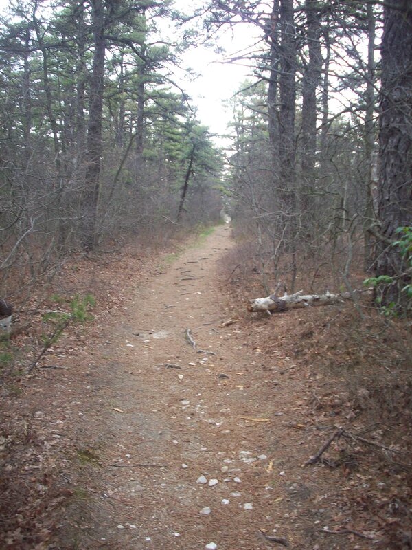 forest trail path