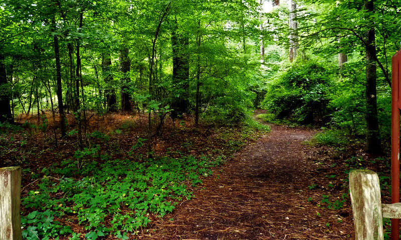Forest trail path