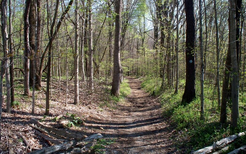 Forest Trail Path — Brown