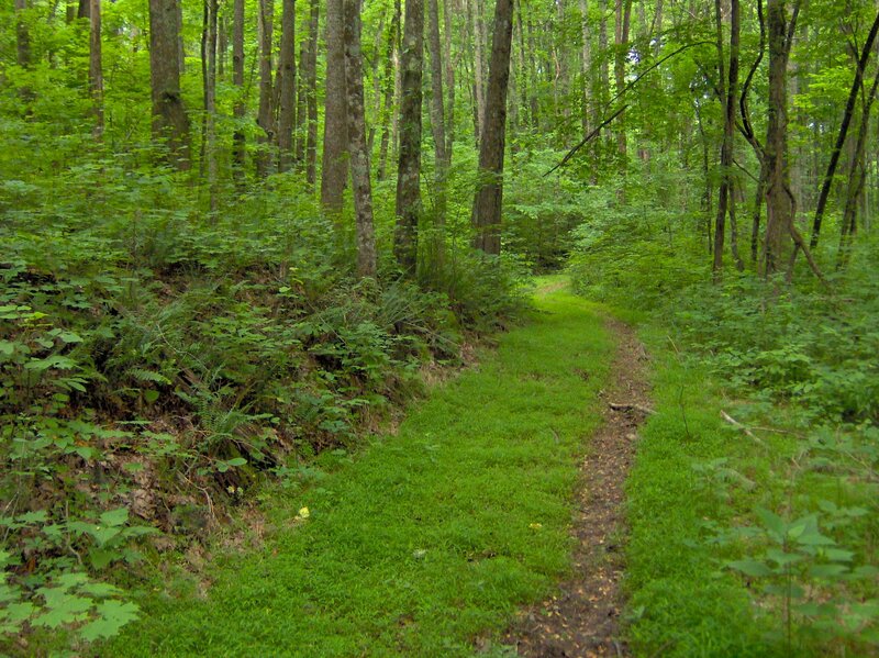 Forest Trail Path — Green, Serene, Afternoon, Photograph