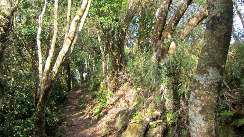 Forest Trail Path — Green, Serene, Afternoon, Photograph, Trees