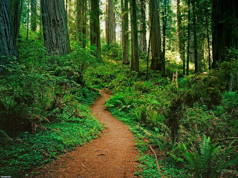 Forest Trail Path — Green, Serene, Afternoon
