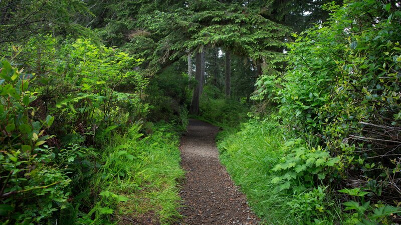 Forest Trail Path — Green, Serene, Morning, Photograph