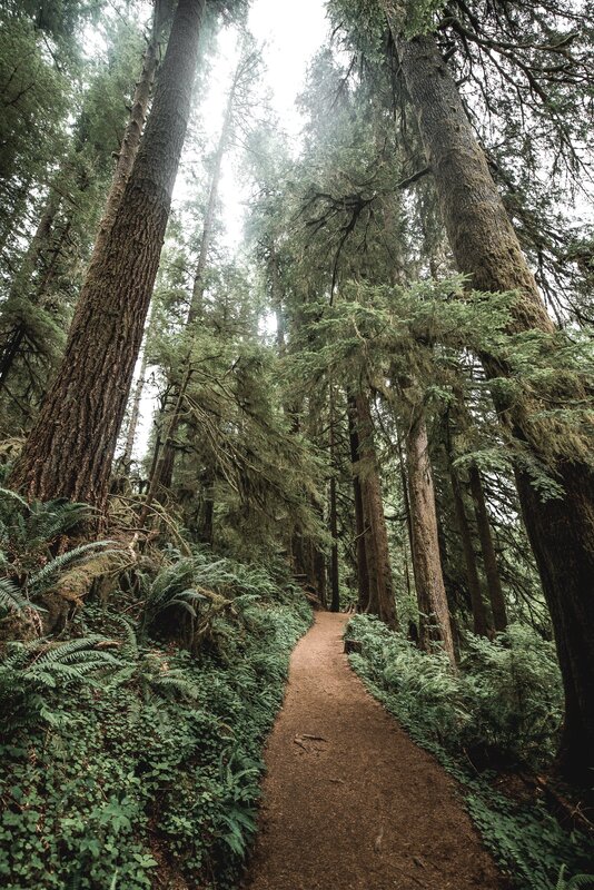 Forest Trail Path — Green, Serene, Morning, Photograph, Trees, Ferns