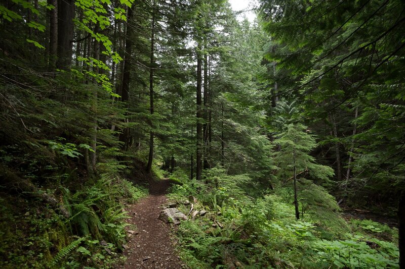 Forest Trail Path — Green, Serene, Morning, Photograph, Trees