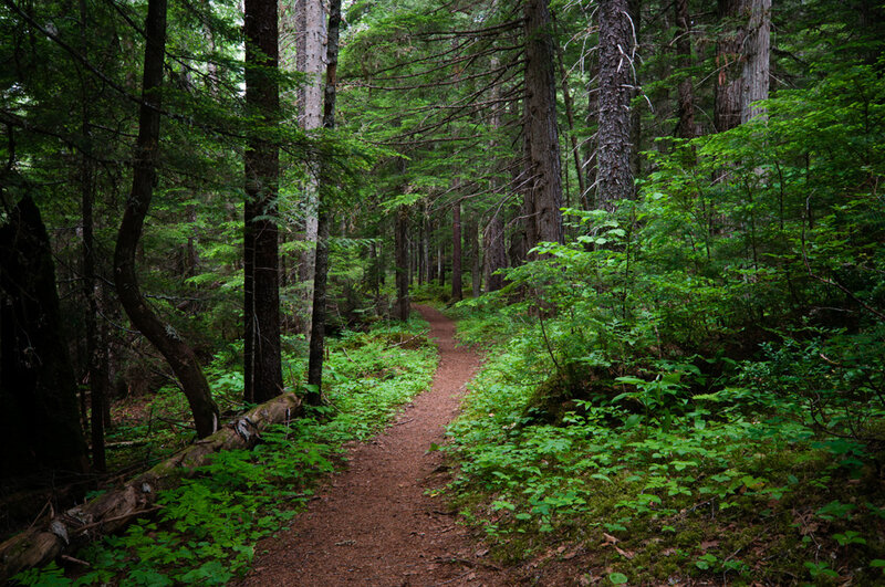 Forest Trail Path — Green, Serene, Morning