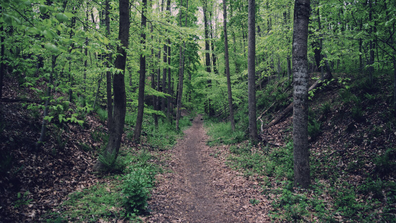 Forest Trail Path — Green, Serene, Spring