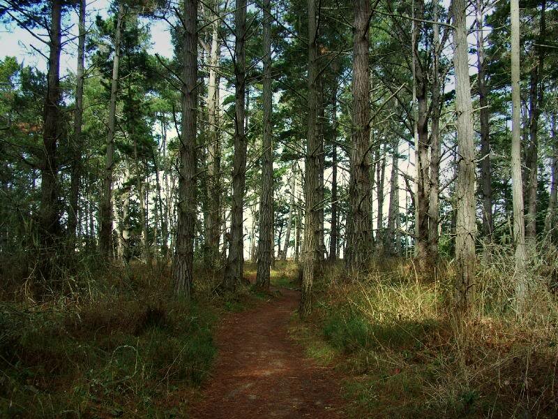 Forest Trail Path — Green, Serene