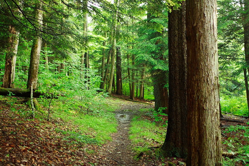 Forest Trail Path — Green