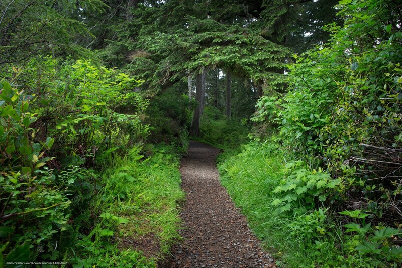 Forest trail path