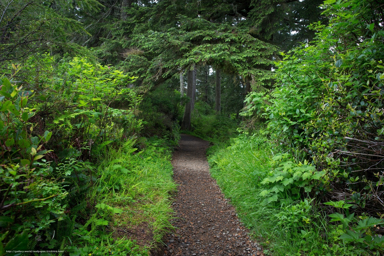 Forest trail path