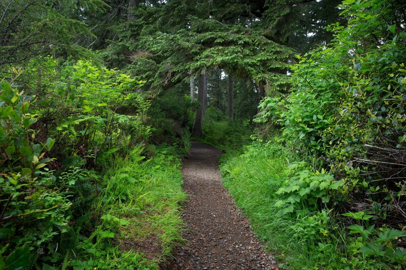 Forest trail surrounded by greenery