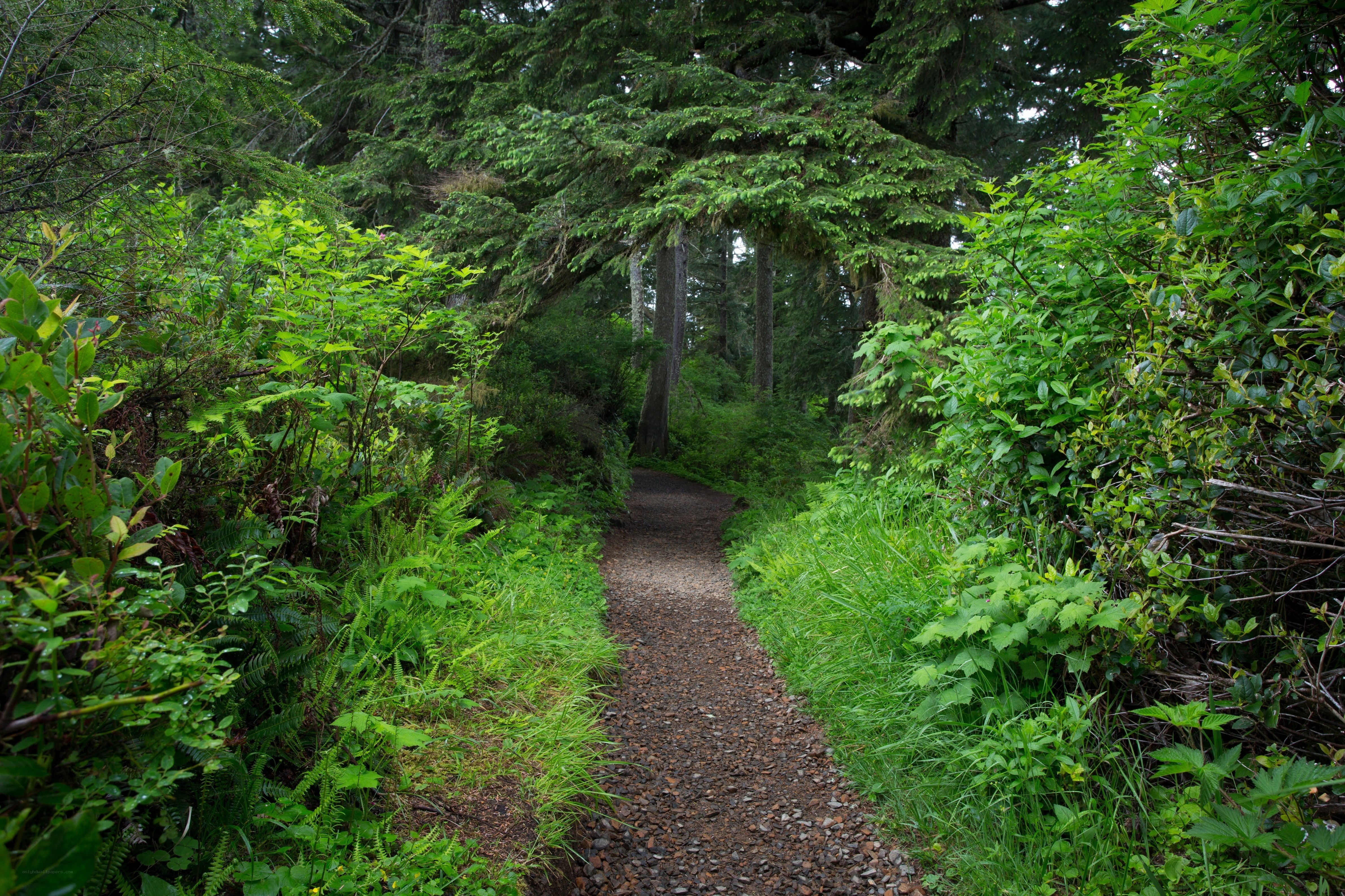 Forest trail surrounded by greenery