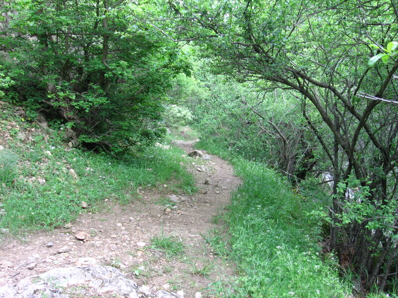 Forest trail through green foliage