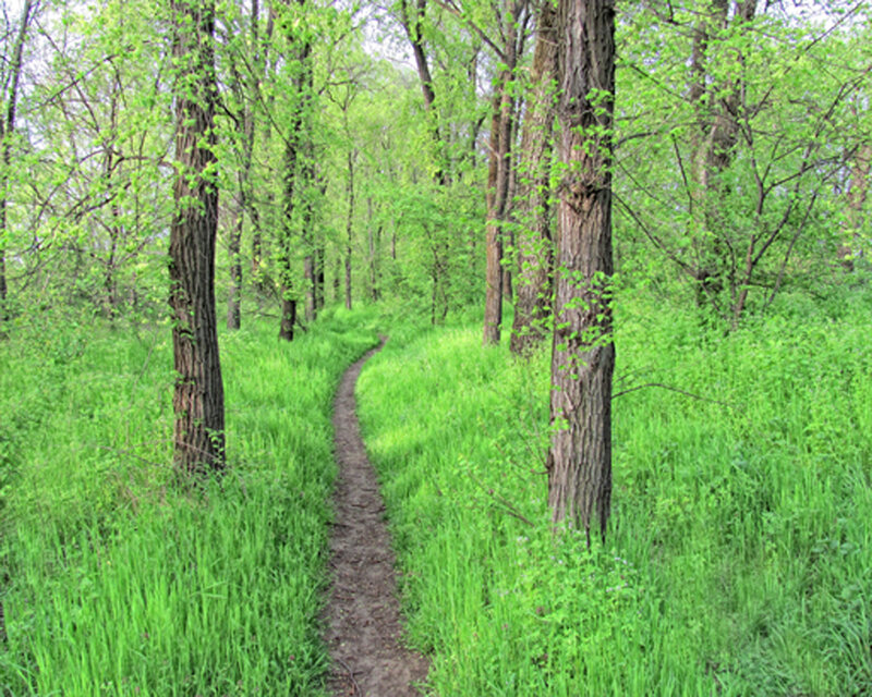 Forest trail through green woods