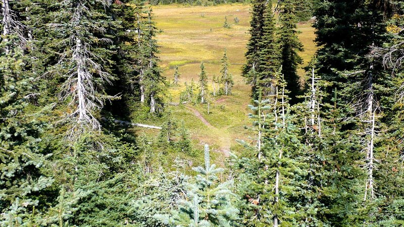 Forest trail through meadow