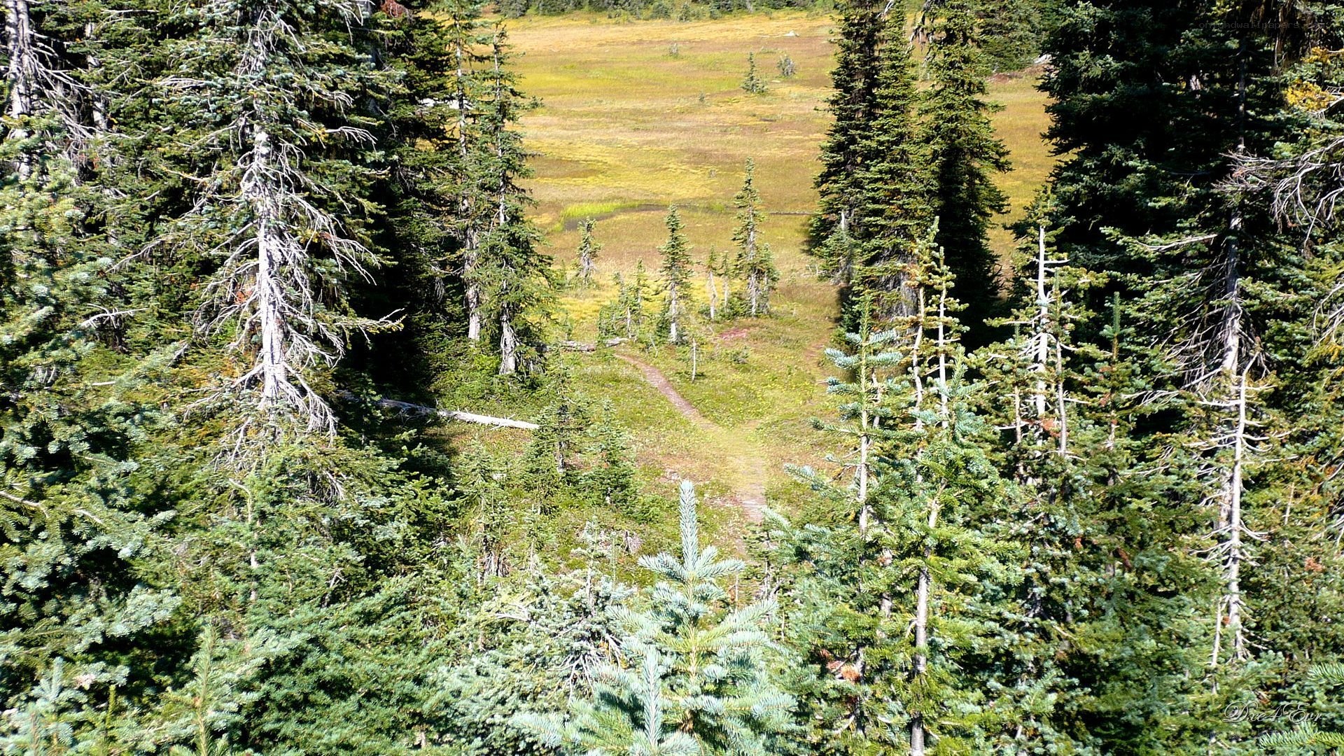 Forest trail through meadow