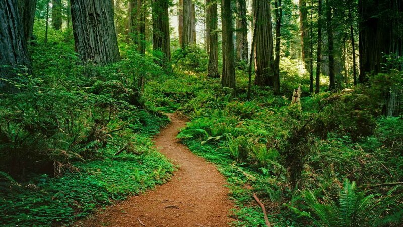 Forest trail through redwoods