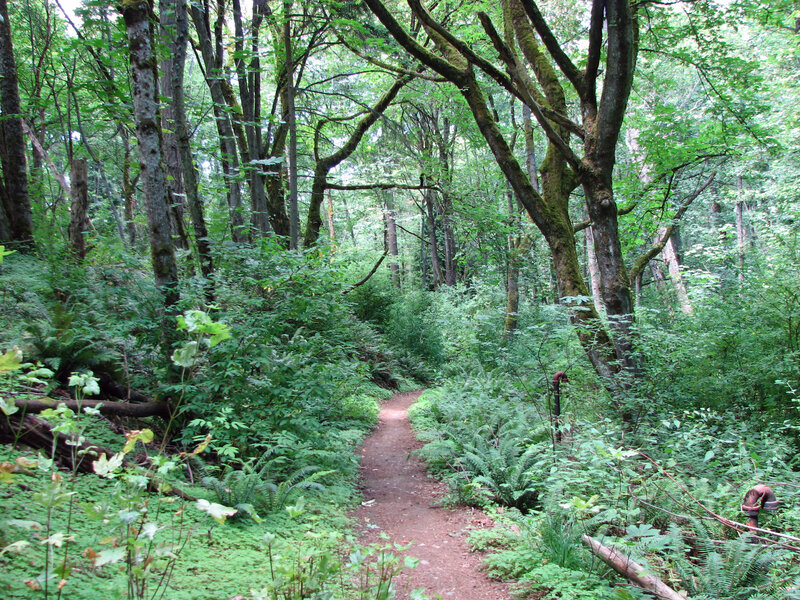 Forest trail winding through greenery