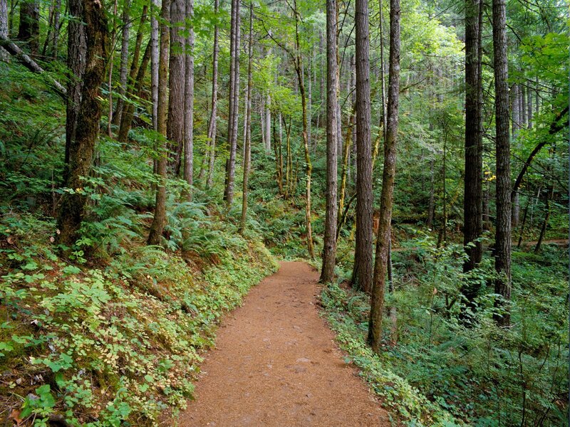 Forest trail winding through trees