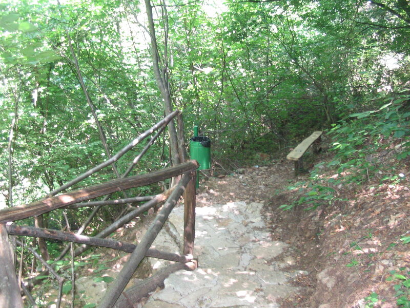 Forest trail with bench