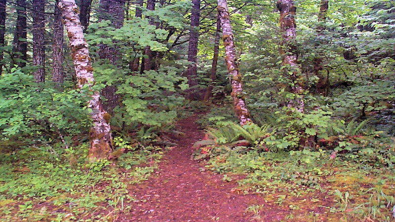 Forest trail with birch trees