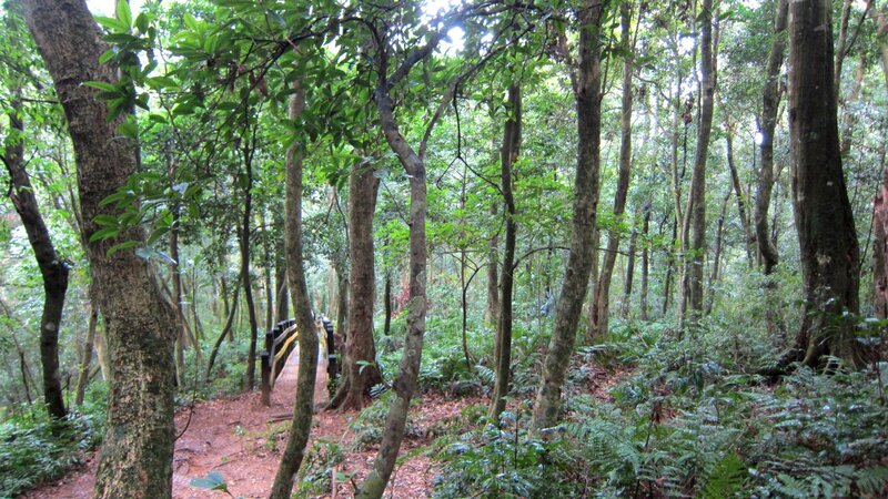 Forest Trail with Bridge