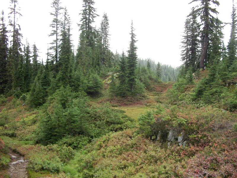 Forest Trail with Evergreens