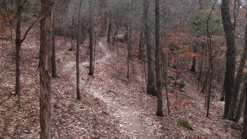 Forest Trail with Fallen Leaves — Brown, Serene