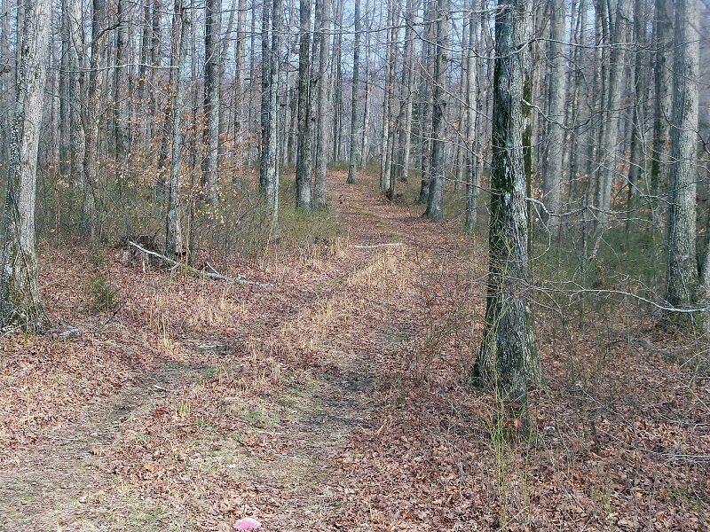 Forest Trail with Fallen Leaves — Brown