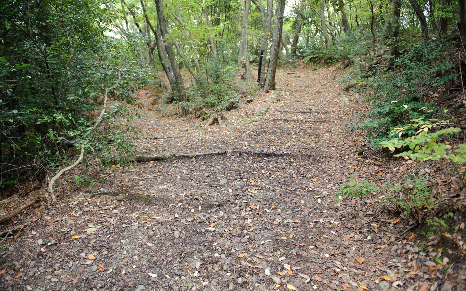 Forest trail with fallen leaves