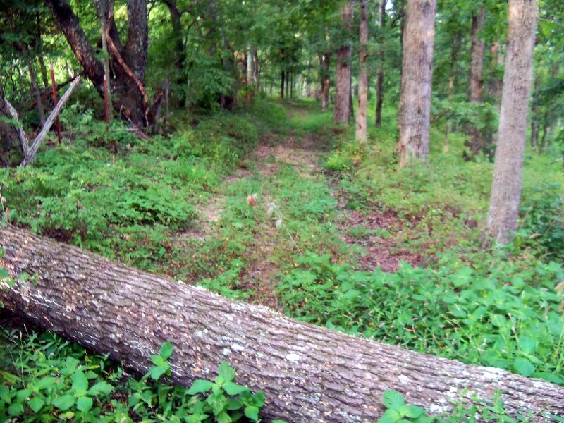 Forest trail with fallen log