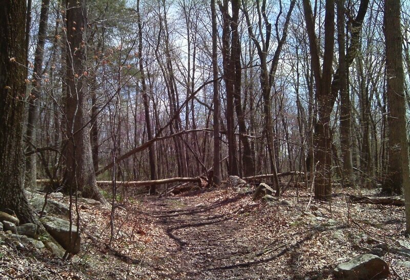Forest Trail with Fallen Logs