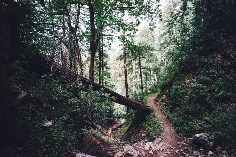 Forest trail with fallen tree
