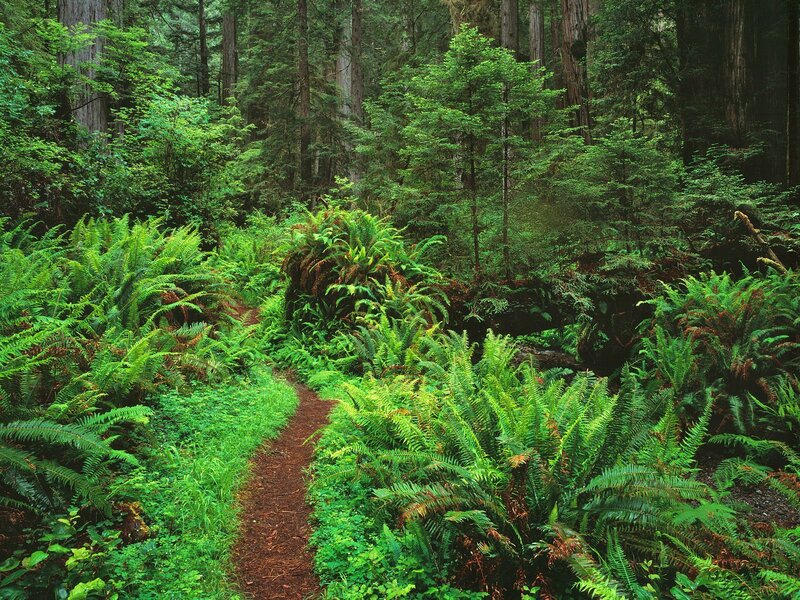 Forest Trail with Ferns — Green, Serene, Morning