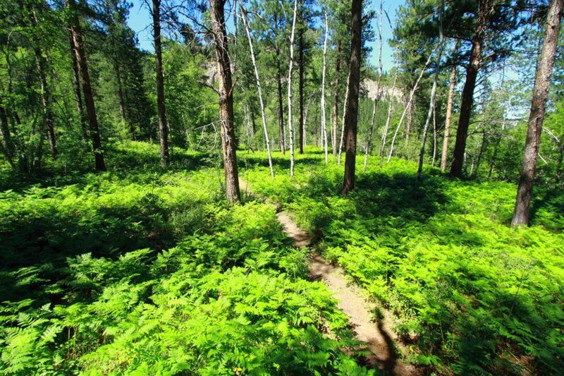 Forest Trail with Ferns — Green, Serene