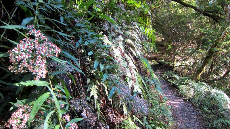 Forest Trail with Flowers