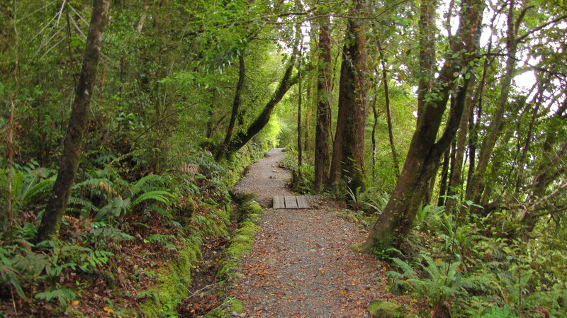 Forest trail with gravel path