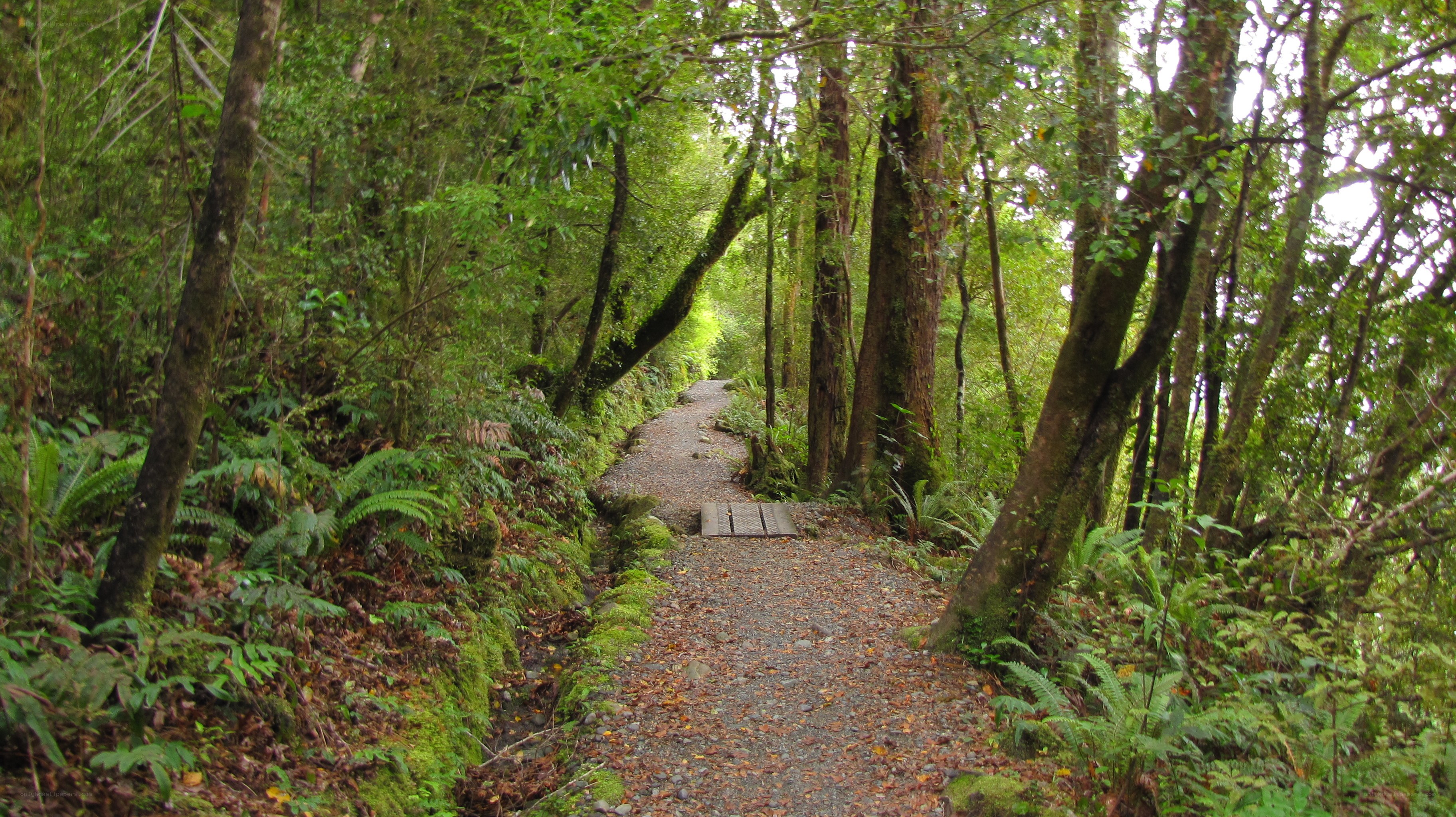 Forest trail with gravel path