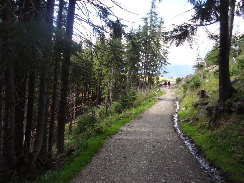 Forest trail with hikers