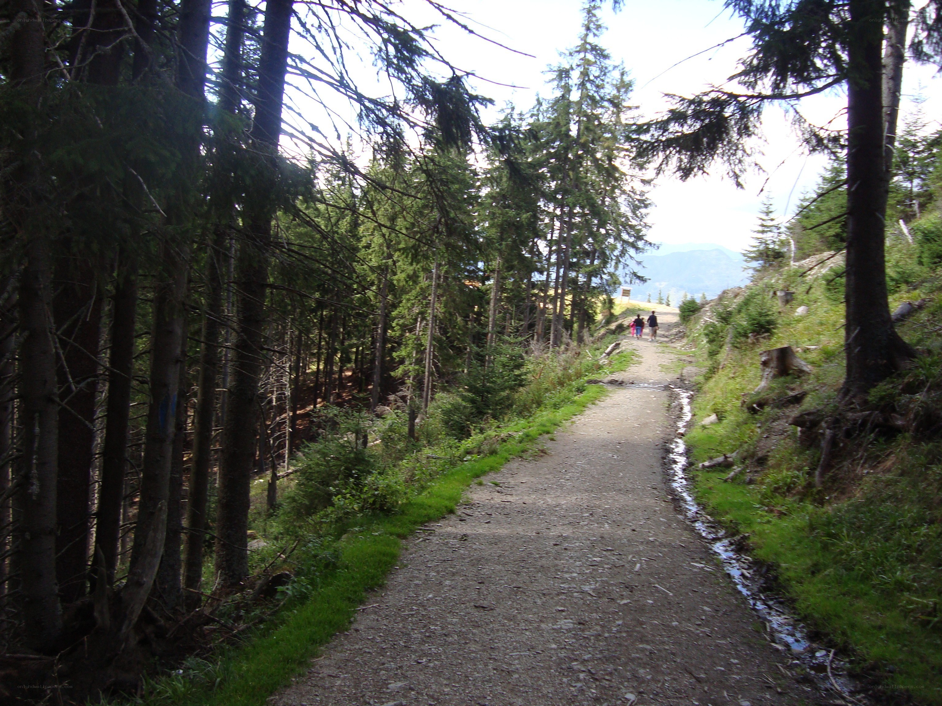 Forest trail with hikers